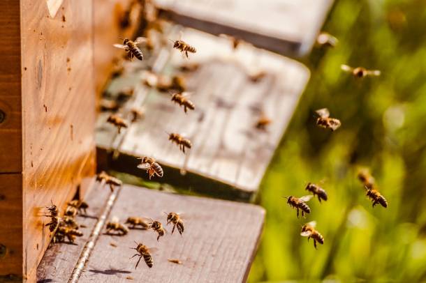Méhkaptárok
Forrás: pixabay.com
Szerző: Suzanne Jutzeler
