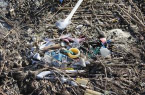 Műanyaghulladékkal van tele a tengeri madarak fészke