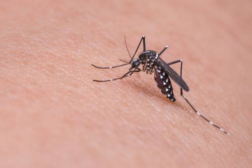 Szúnyogokban élősködő mikrobával küzdenének a malária ellen