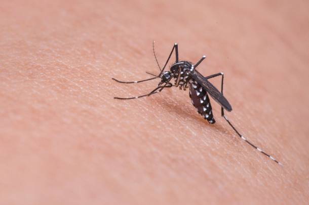 A szúnyogok által terjesztett malária még mindig súlyos probléma
Forrás: pixabay.com
Szerző: Mikadago 