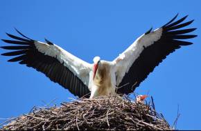 Fogynak a gólyák: öt év alatt negyedével csökkent a hazai állomány