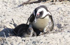 Bemutatkozott a pápaszemes pingvinkolónia legifjabb tagja a debreceni állatkertben