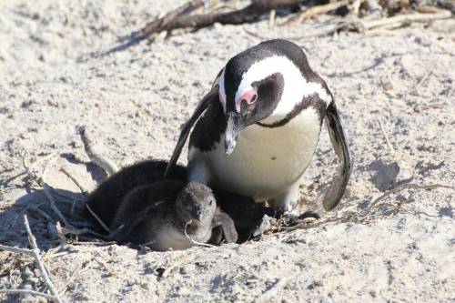 Bemutatkozott a pápaszemes pingvinkolónia legifjabb tagja a debreceni állatkertben