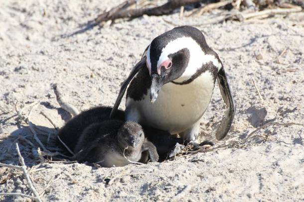 A vadon élő pápaszemes pingvinek populációi egyre fogynak
Forrás: pixabay.com
Szerző: Elleithyia