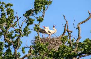 600 év után először születtek vadon fehér gólyák Nagy-Britanniában