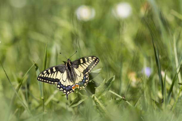 Fecskefarkú lepke (Papilio machaon)
Forrás: pixabay.com
Szerző: Erik Karits