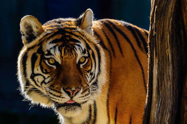 Bengáli tigris (Panthera tigris tigris) 
Forrás: commons.wikimedia.org
Szerző: Shootsalot