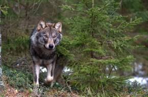 Mindent a farkasokról - Megjelent a WWF kiadványa