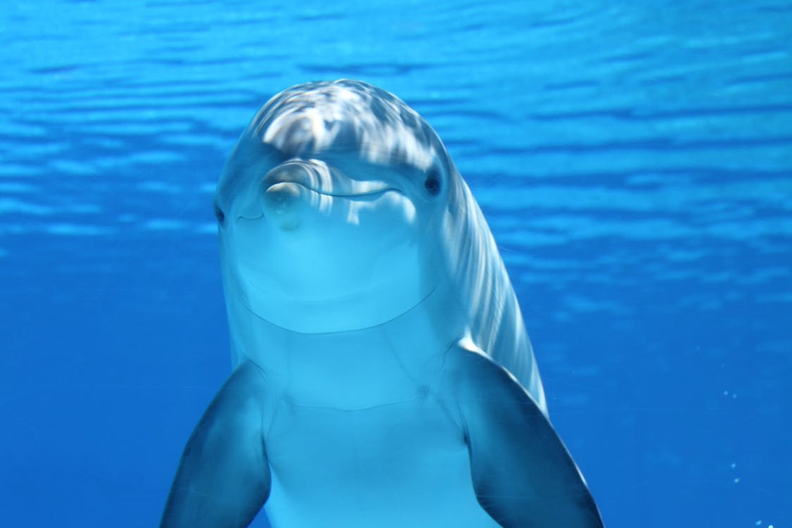 delfinek róluk és látásukról