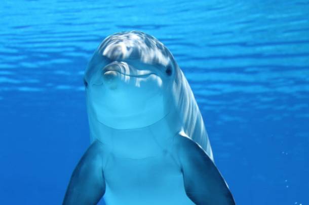 Palackorrú delfin
Forrás: pexels.com