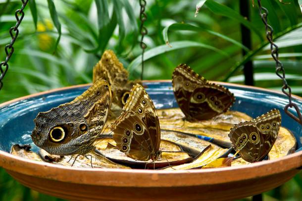 A szegedi füvészkertben több száz lepkét csodálhatunk meg közelről (Képünk illusztráció!)
Forrás: commons.wikimedia.org
Szerző: Aditya Goel