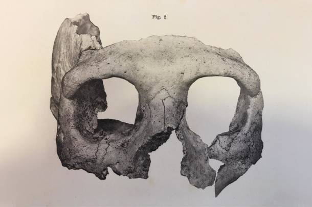 Neandervölgyi ember koponyadarabja a krapinai lelőhelyről
Forrás: commons.wikimedia.org
Szerző: Dragutin Gorjanović-Kramberger