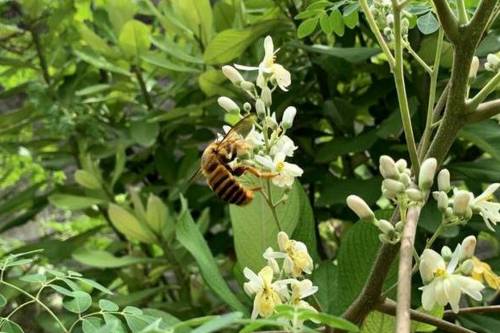 Nem csak a házi méh számít! - Menedéket jelent a beporzóknak az erdő, védjük őket!