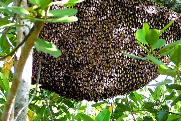 Óriás méh (Apis dorsata) kolóniája egy erdőben
Forrás: commons.wikimedia.org
Szerző: Anirnoy