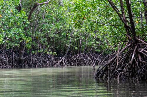 Segítsük a mangroveerdők fennmaradását, hogy ők is segíthessenek minket!