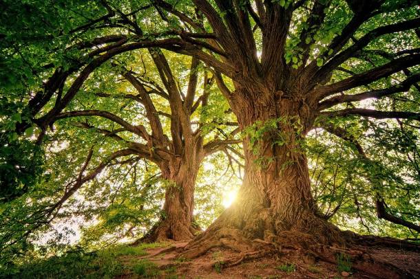 Alkotmánybírósági döntés erősítette meg, hogy jogtalan a korábbi erdőtörvény módosítása
Forrás: pixabay.com
Szerző: jplenio