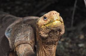 Megmentette faját a kihalástól, nyugdíjba vonul Diego, a galápagosi óriásteknős