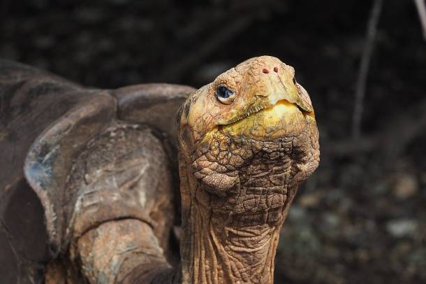 Diego, akinek egy a galápagosi óriásteknős faj a megmenekülésüket köszönheti
Forrás: commons.wikimedia.org
Szerző: Ryan Kardali