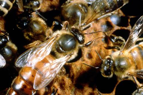 "Tülkölnek és hápognak" a méhkirálynők - Megfejették, miért