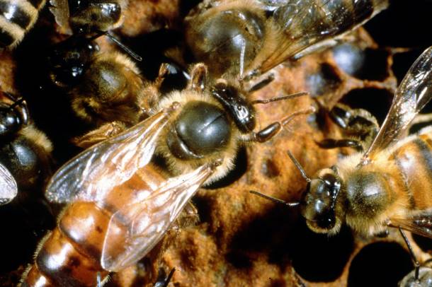 Méhkirálynő a kaptárban
Forrás: www.scienceimage.csiro.au
Szerző: Dennis Anderson, CSIRO