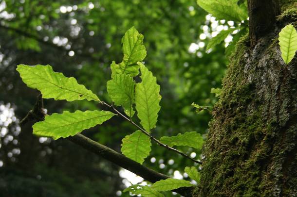 Gesztenyelevelű tölgy (Quercus castaneifolia)
Forrás: commons.wikimedia.org
Szerző: Jean-Pol Grandmont