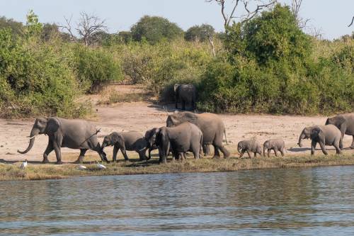 Tömegesen pusztulnak a botswanai elefántok május óta