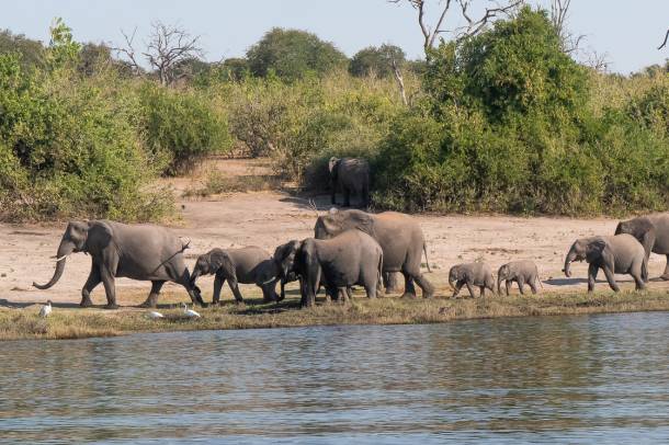 Elefántcsorda Botswanában 
Forrás: www.flickr.com
Szerző: Jay Galvin