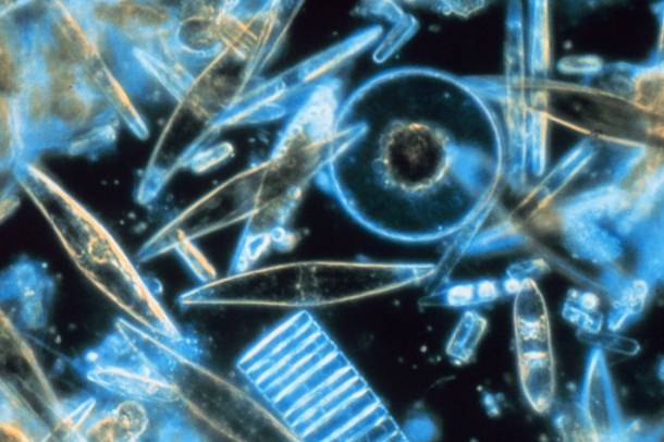 Fitoplanktonok
Forrás: commons.wikimedia.org
Szerző: Prof. Gordon T. Taylor, Stony Brook University