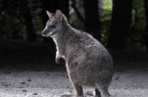 Korábban kihaltnak hitt kengurufaj érkezett a budapesti állatkertbe