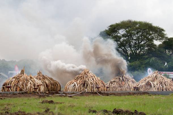 Orvvadászatból származó elefántcsontok megsemmisítése Nairobiban (2016. április) 
Forrás: commons.wikimedia.org
Szerző: Mvangi Kirubi, Click Pictureworks Africa