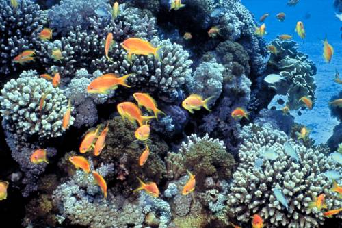 "Hőálló" korallokat fedeztek fel a Vörös-tengerben