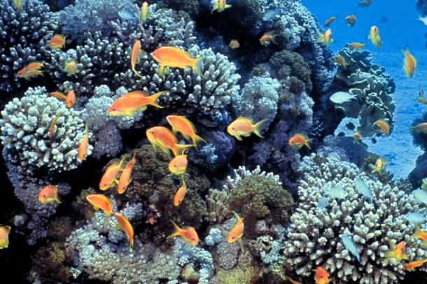 Korallzátony a Vörös-tengerben
Forrás: th.wikipedia.org
Szerző: David Darom