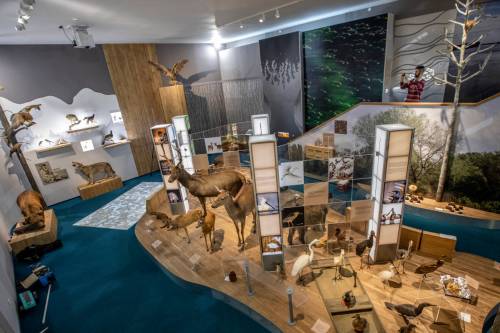 Megújult természettudományi tárlattal nyit a Móra Ferenc Múzeum augusztus 14-én