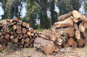 Megint megtörtént: illegálisan vágtak ki egy idős erdőt Tiszaugnál