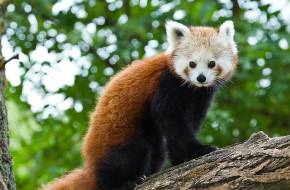 Közösségi finanszírozásból épülhet új kifutó a veszélyeztetett vörös pandáknak