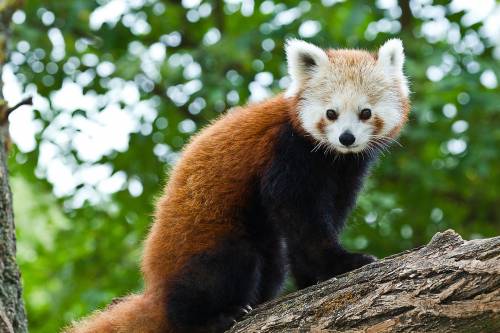 Közösségi finanszírozásból épülhet új kifutó a veszélyeztetett vörös pandáknak