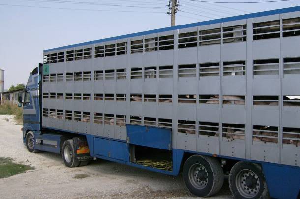 Állatszállító teherautó - szigoríthatják a szabályokat
Forrás: commons.wikimedia.org
Szerző: Izvora