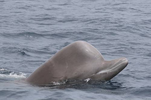 Hadgyakorlat miatt terelik ki a bálnákat egy skóciai tengeröbölből