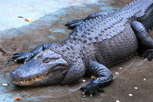 83 éve él egy állatkertben Mujo, az aligátor-matuzsálem