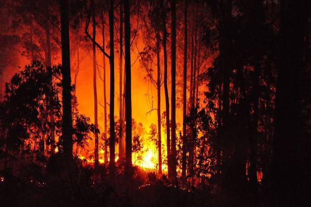 Lángoló eukaliptusz erdő (Képünk illusztráció!)
Forrás: commons.wikimedia.org
Szerző: Anagh