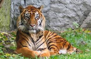 Kihalás szélén álló, ritka szumátrai tigris pusztult el egy csapdában