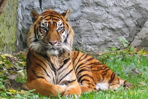 Kihalás szélén álló, ritka szumátrai tigris pusztult el egy csapdában