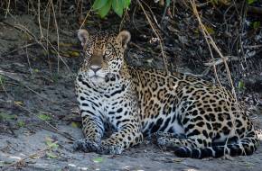 Bajban a brazíliai jaguárok: erdőtüzek fenyegetik a pantanali rezervátumot