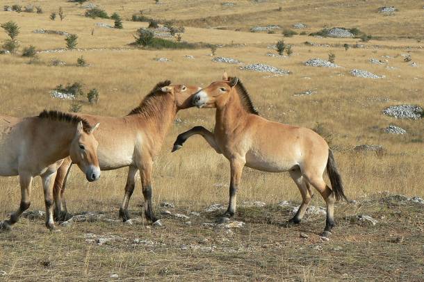 Az ázsiai vadlovak (Equus ferus przewalskii) fennmaradásáért is rengeteget küzdöttek az állatvédők
Forrás: commons.wikimedia.org
Szerző: Ancalagion