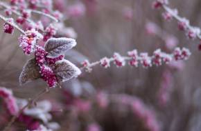 Magyar kutatók jöttek rá a titokra: így érzik meg a tél közeledtét a növények