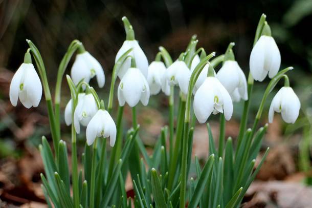 Honnan tudják, mikor ér véget a tél? Hóvirág, a tavasz hírnöke.
Forrás: commons.wikimedia.org
Szerző: Dominicus Johannes Bergsma
