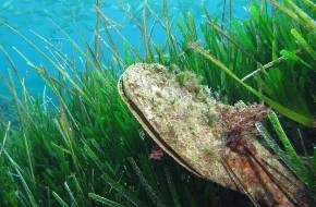 Eltűnhet az egyik legnagyobb kagylófaj?
