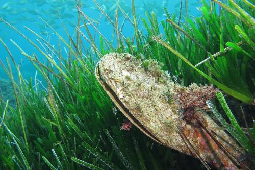 Eltűnhet az egyik legnagyobb kagylófaj?