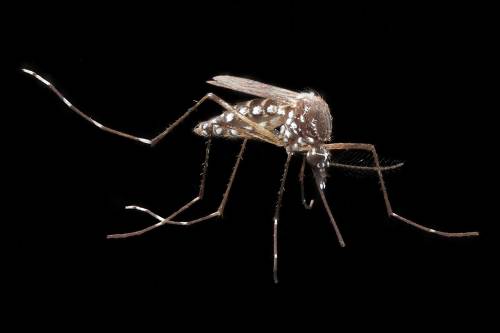 Jönnek a génmódosított szúnyogok - ezt kell tudnunk róluk