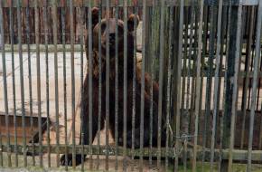 Sikeresen kimenekített két barnamedvét a nyugat-ukrajnai elnöki rezidenciáról a Négy Mancs